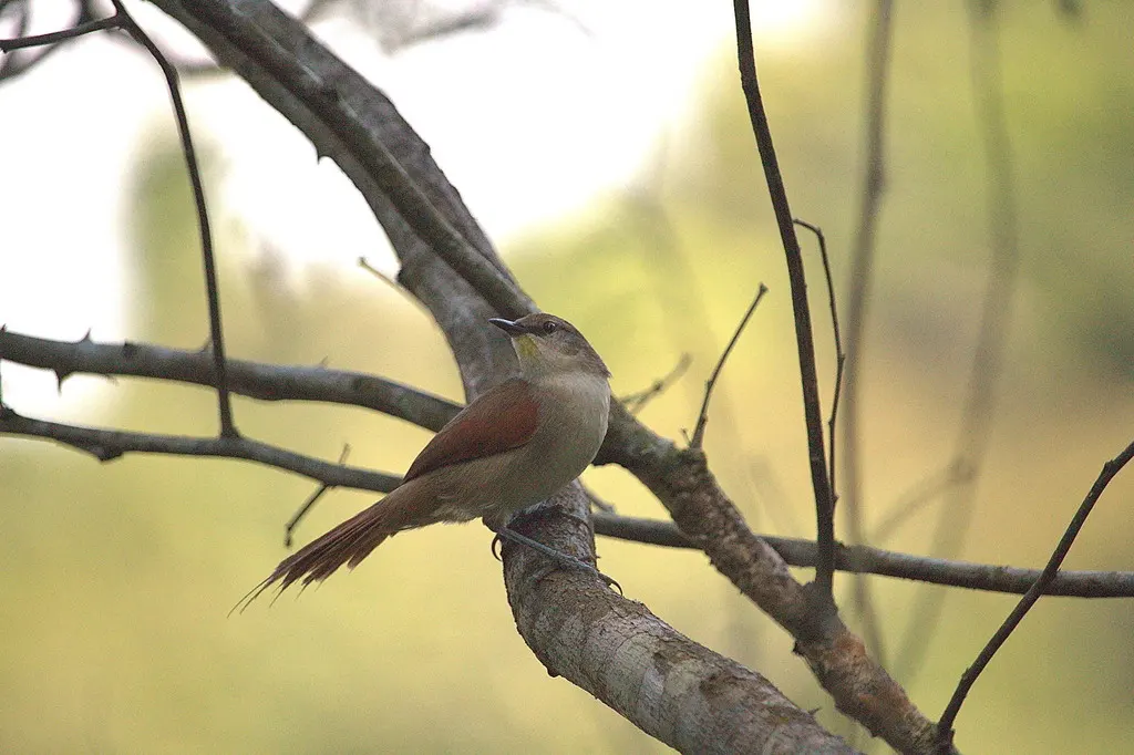 黄颏针尾雀(Certhiaxis cinnamomeus)