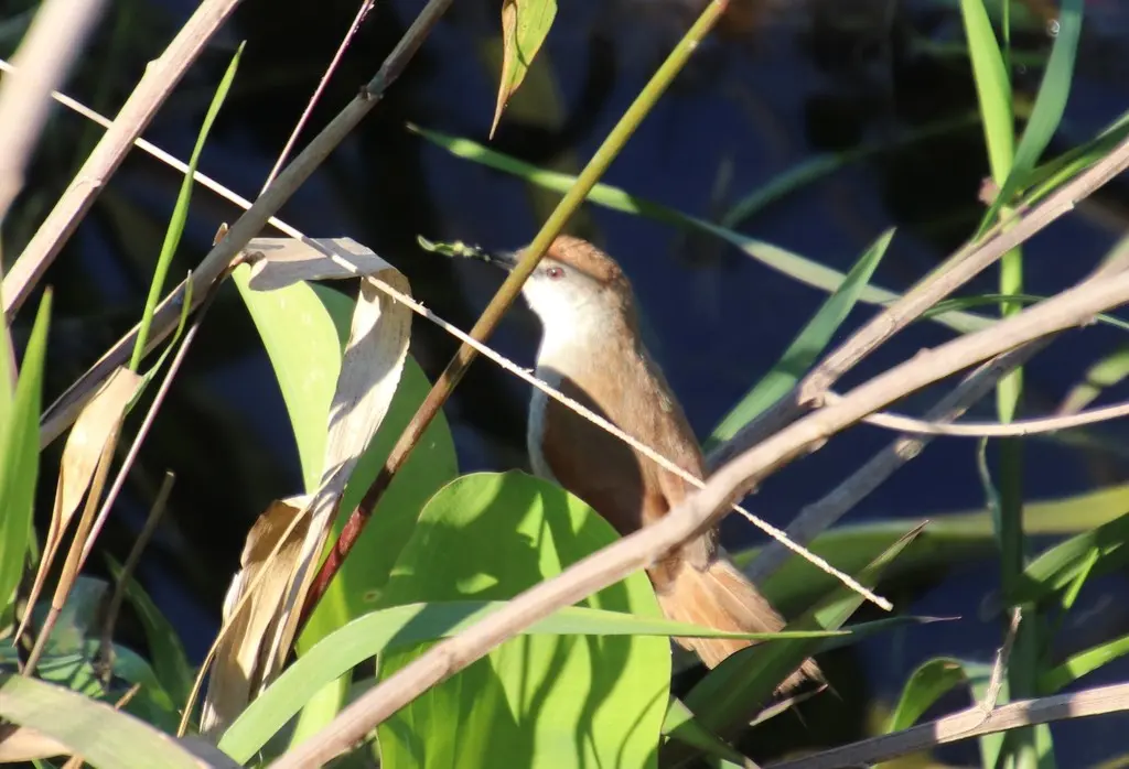 黄颏针尾雀(Certhiaxis cinnamomeus)