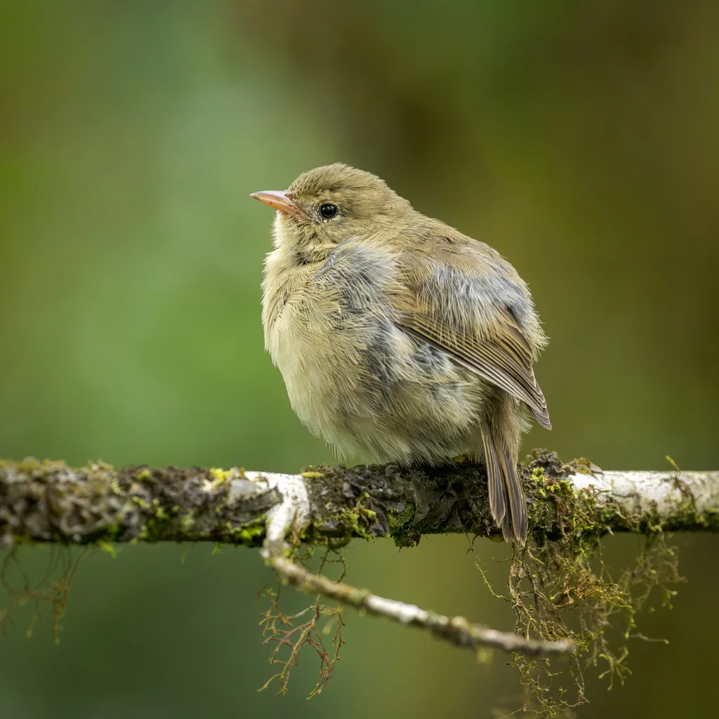 莺雀(Certhidea olivacea)