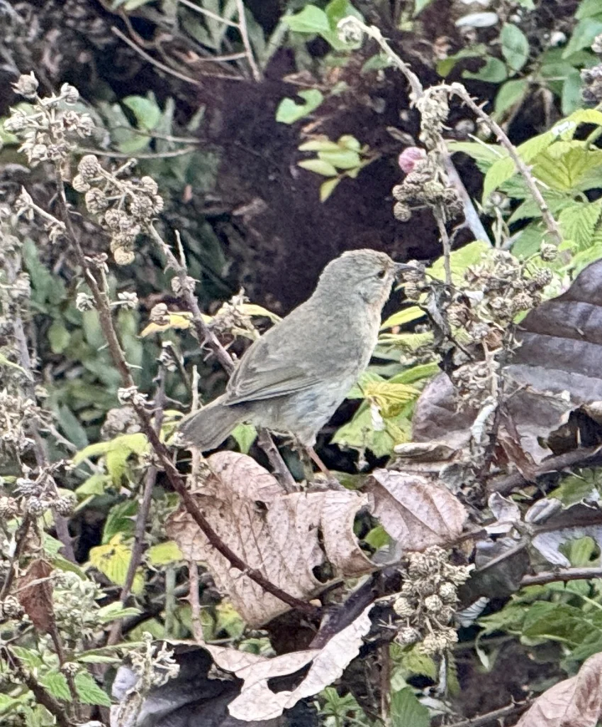 莺雀(Certhidea olivacea)