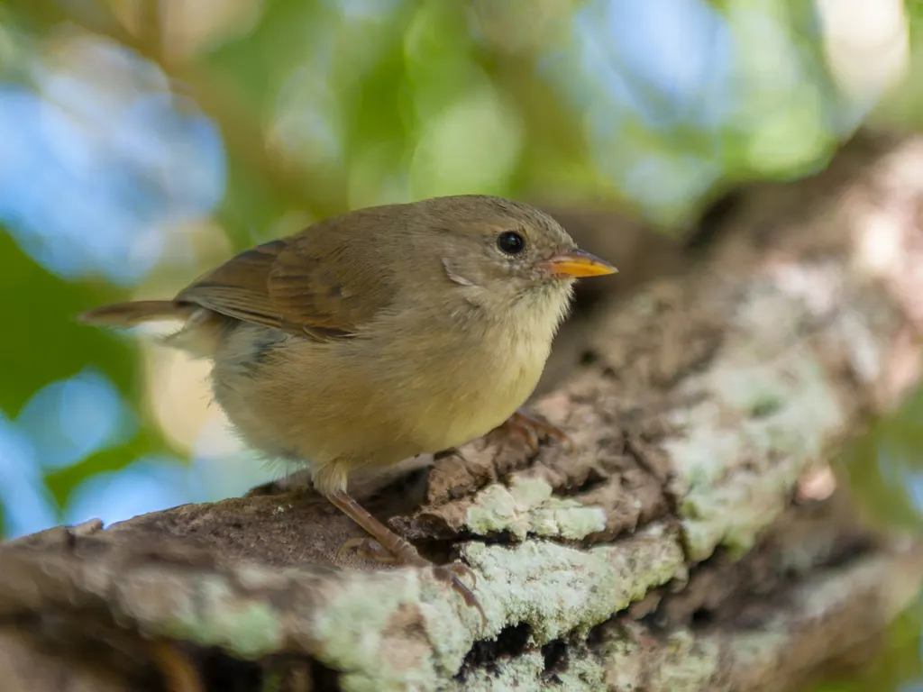 莺雀(Certhidea olivacea)