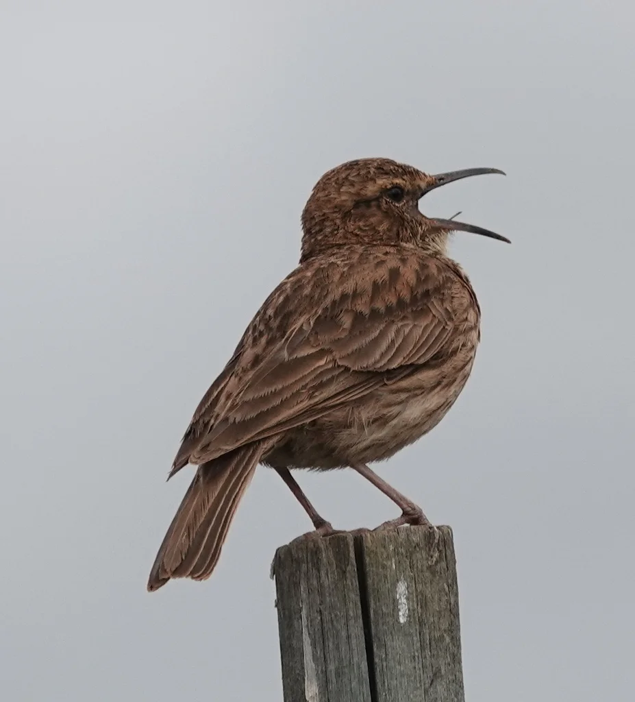 长嘴歌百灵(Certhilauda curvirostris)