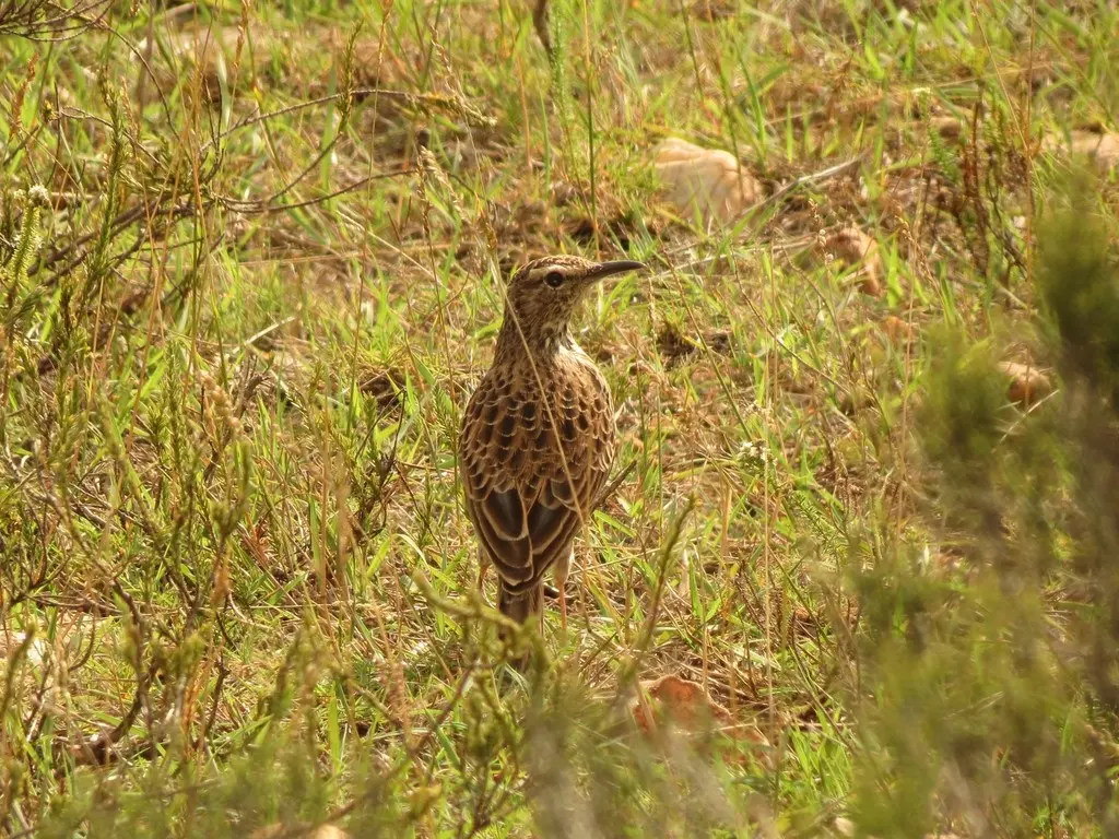 长嘴歌百灵(Certhilauda curvirostris)