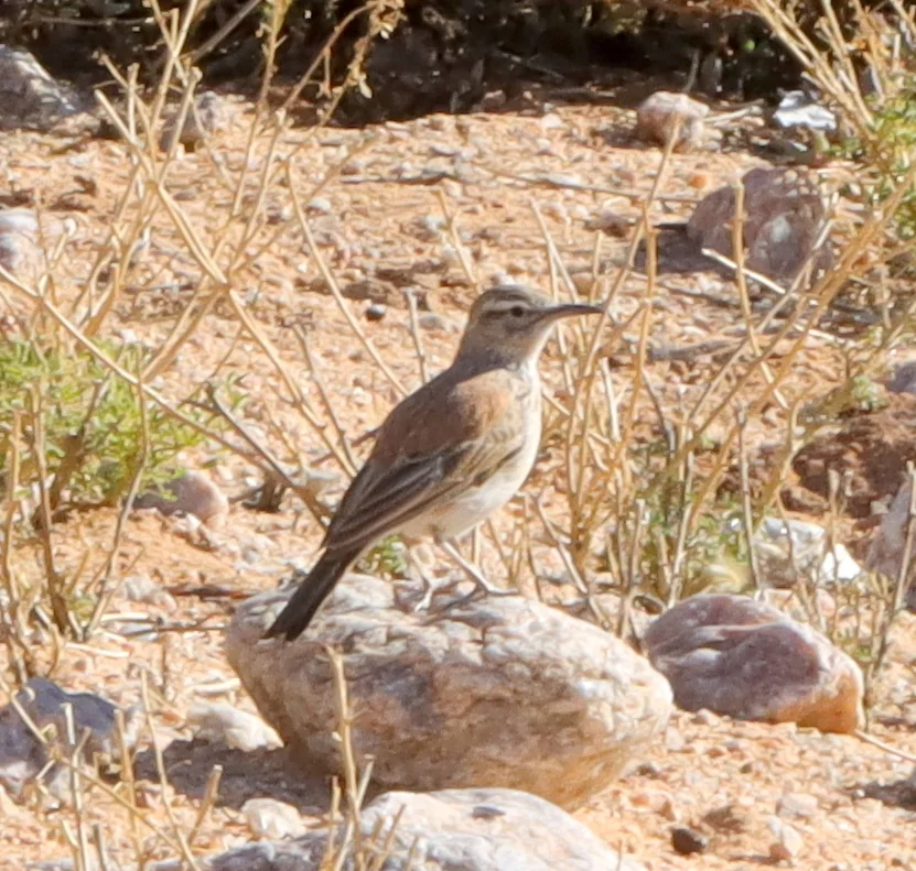 卡鲁歌百灵(Certhilauda subcoronata)