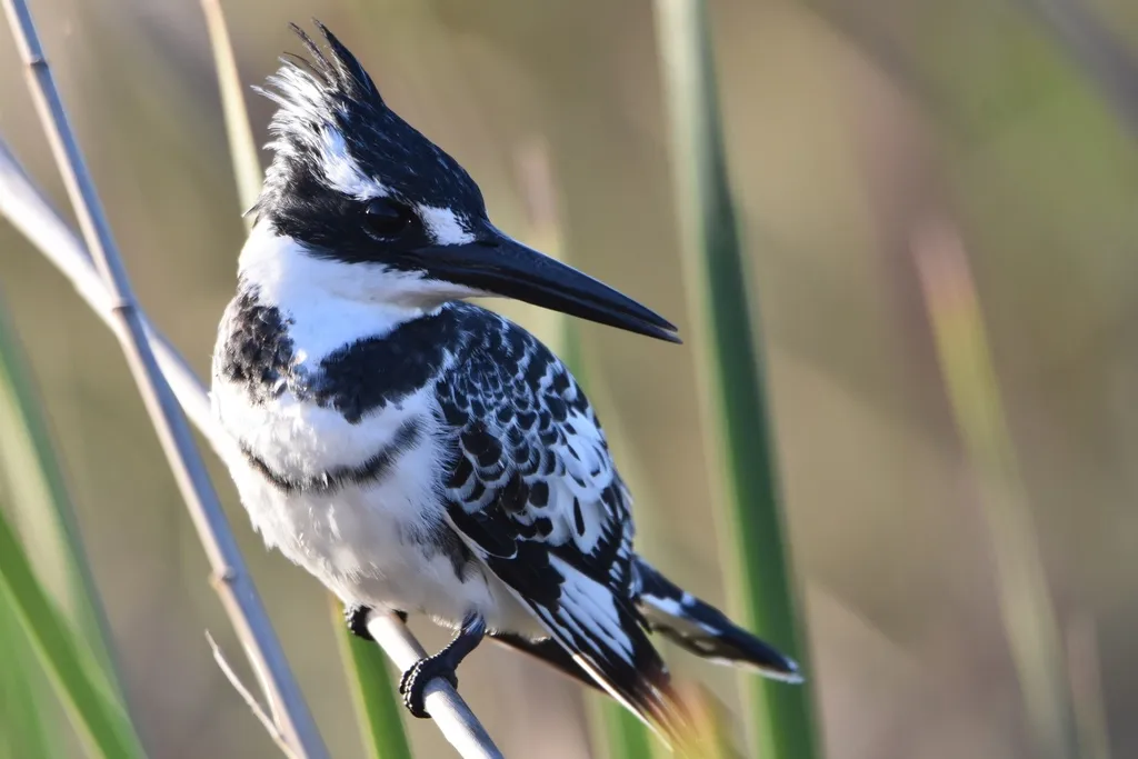 斑鱼狗(Ceryle rudis)