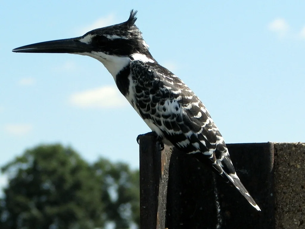 斑鱼狗(Ceryle rudis)