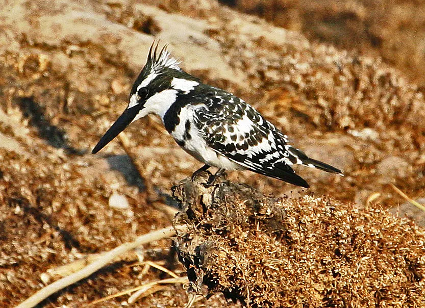 斑鱼狗(Ceryle rudis)