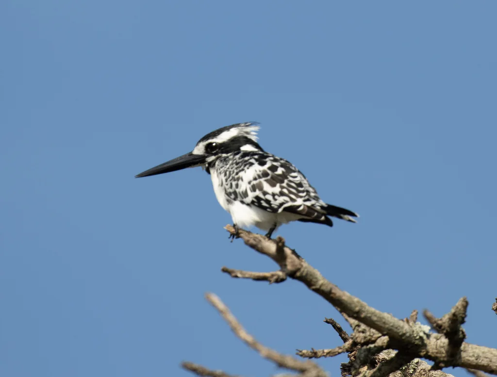 斑鱼狗(Ceryle rudis)