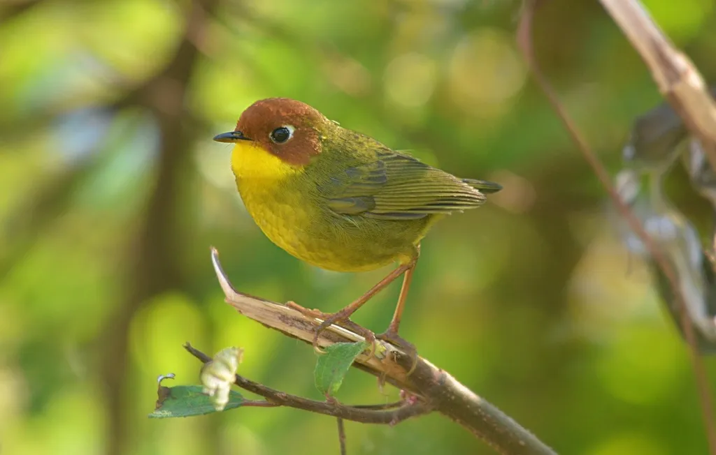 栗头地莺(Cettia castaneocoronata)