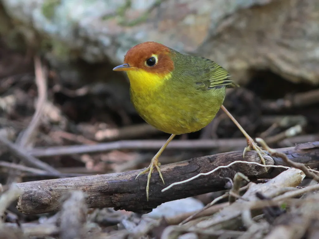 栗头地莺(Cettia castaneocoronata)
