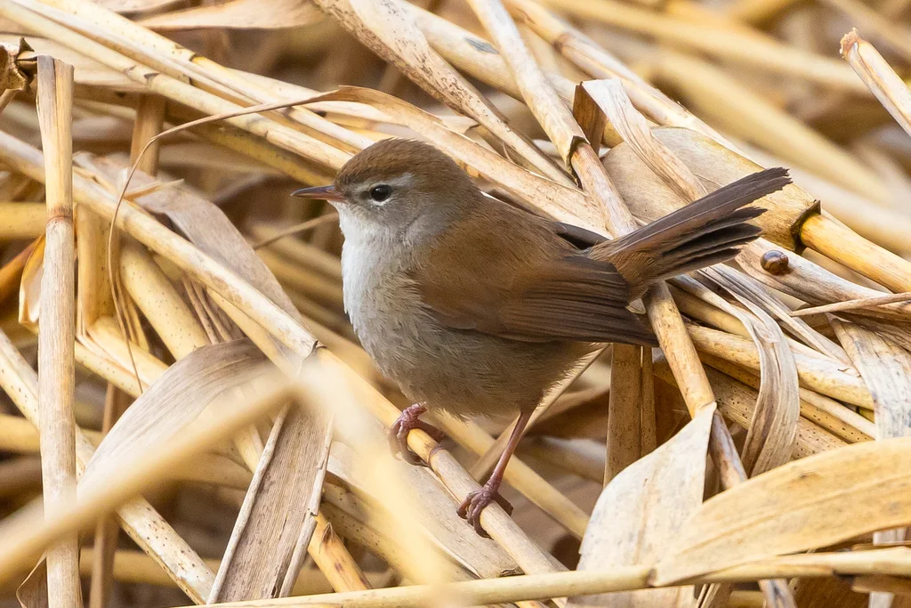 宽尾树莺(Cettia cetti)