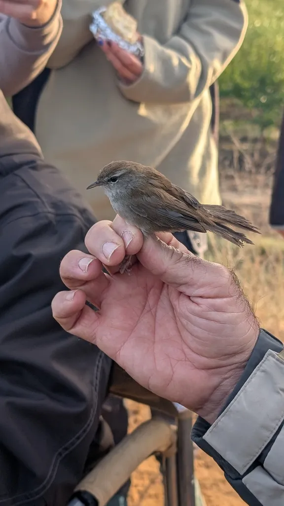 宽尾树莺(Cettia cetti)