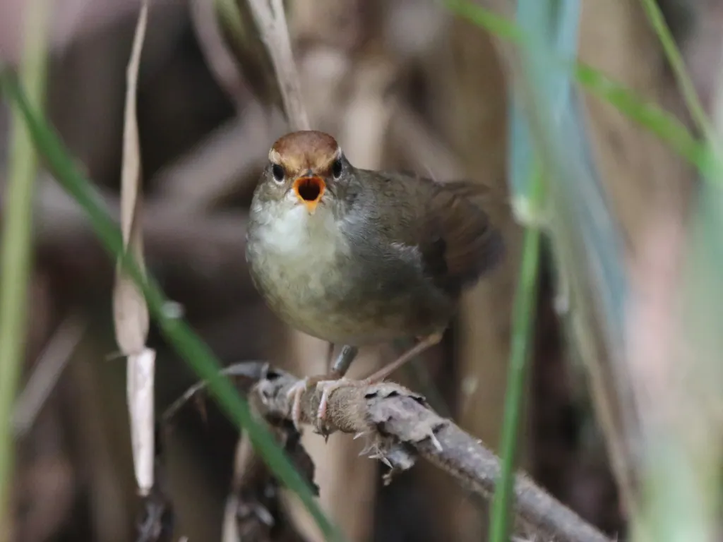 大树莺(Cettia major)