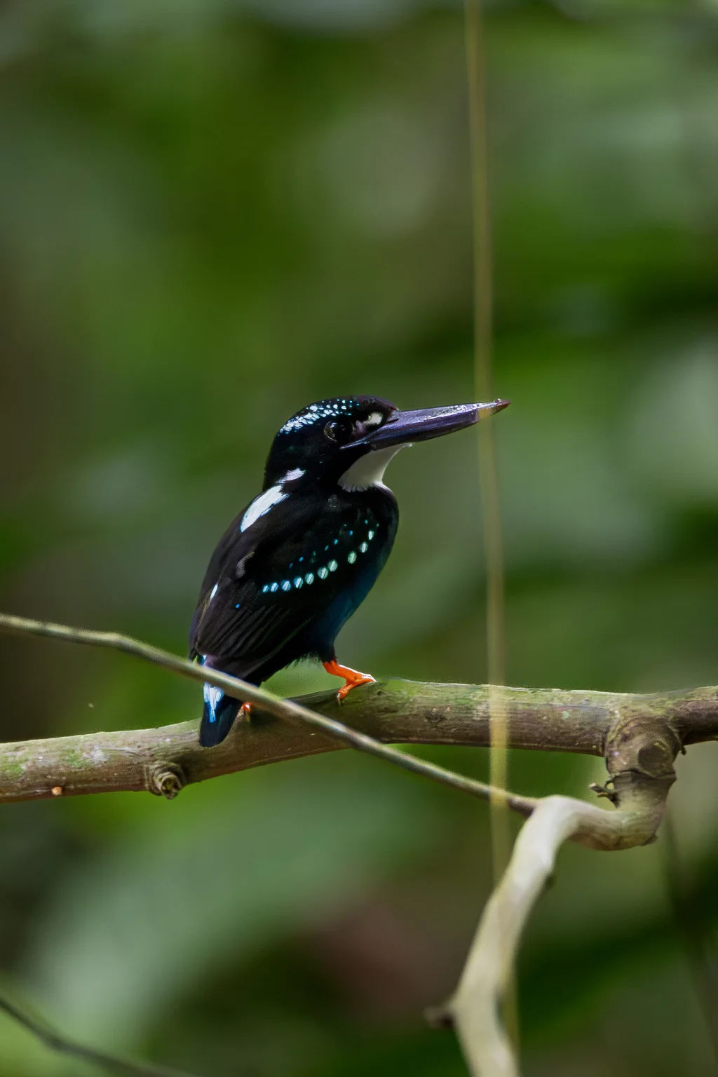 银翠鸟(Ceyx argentatus)