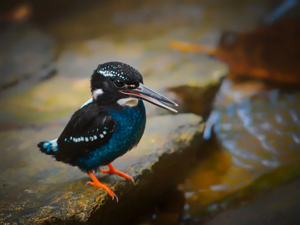 银翠鸟(Ceyx argentatus)
