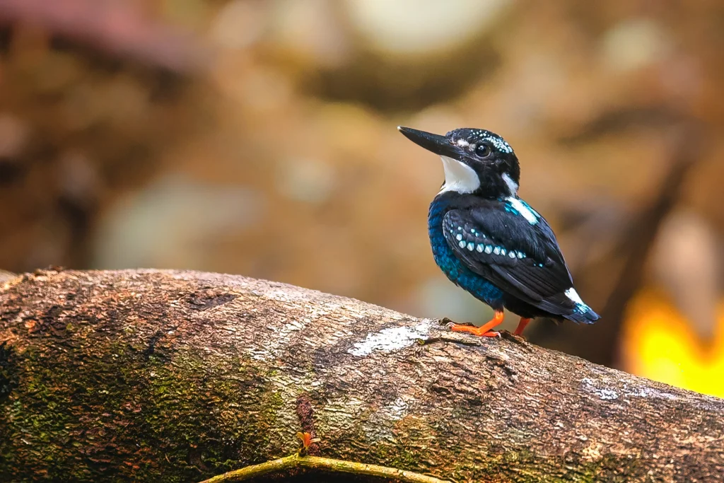 银翠鸟(Ceyx argentatus)