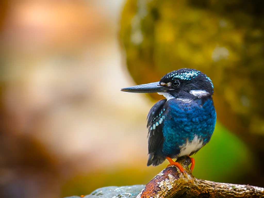 银翠鸟(Ceyx argentatus)