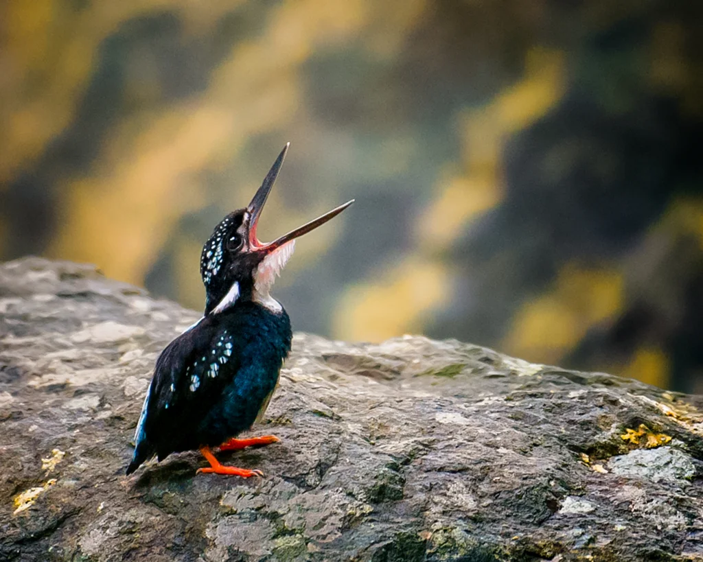 银翠鸟(Ceyx argentatus)