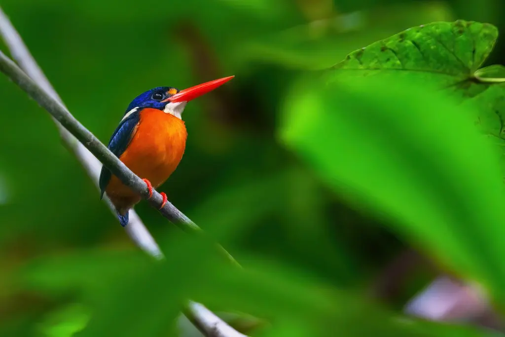 摩鹿加三趾翠鸟(Ceyx lepidus)
