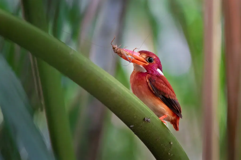 菲律宾三趾翠鸟(Ceyx melanurus)
