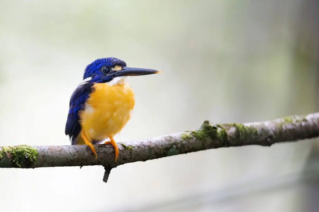 巴布亚三趾翠鸟(Ceyx solitarius)