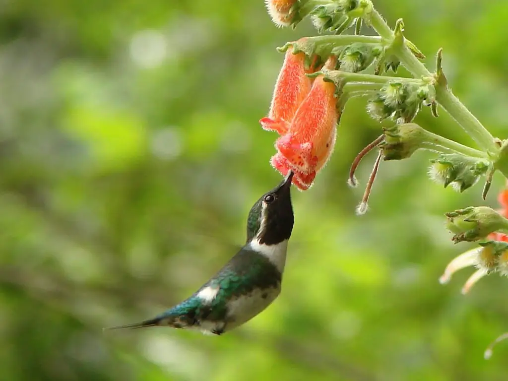 埃斯林蜂鸟(Chaetocercus berlepschi)
