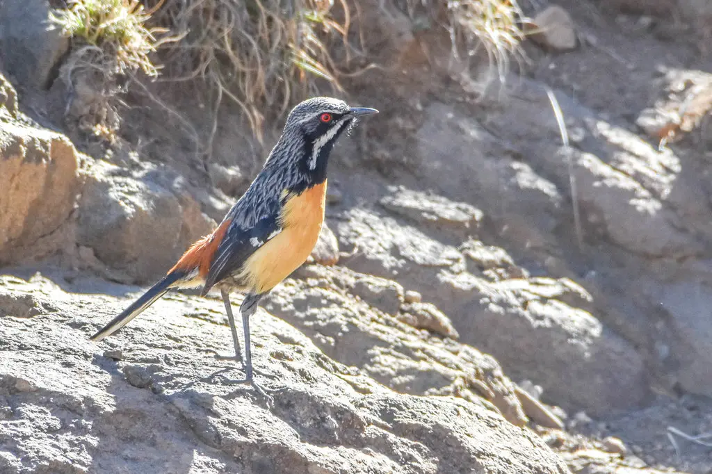 橙胸岩鸫(Chaetops aurantius)