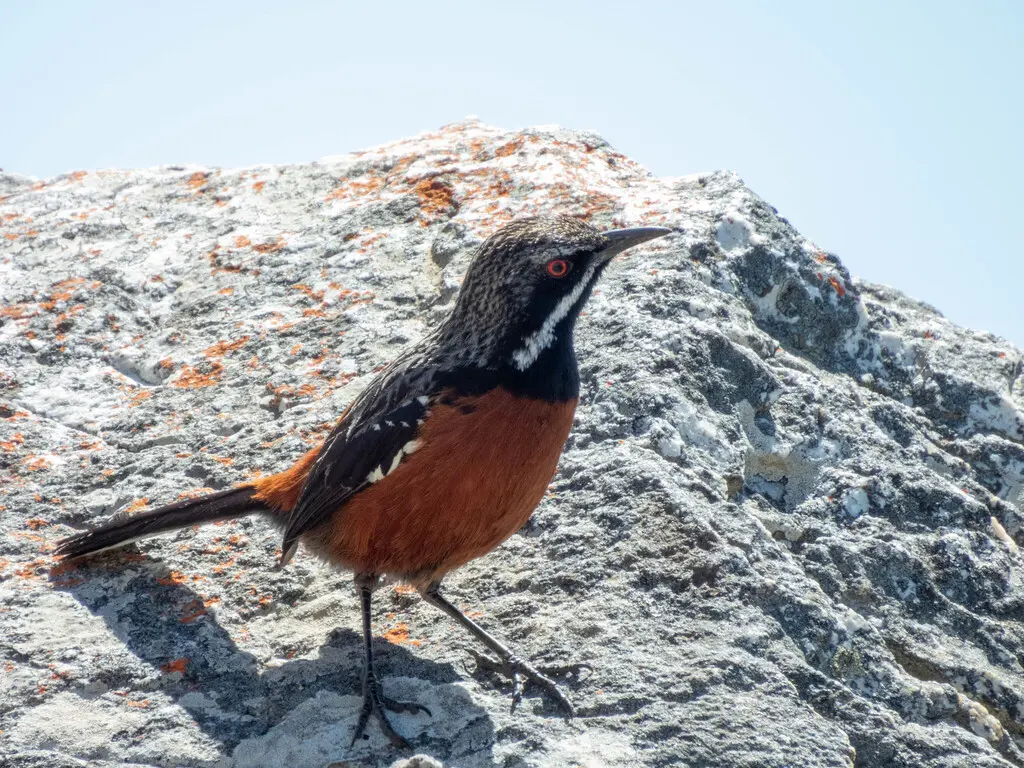 棕岩鸫(Chaetops frenatus)