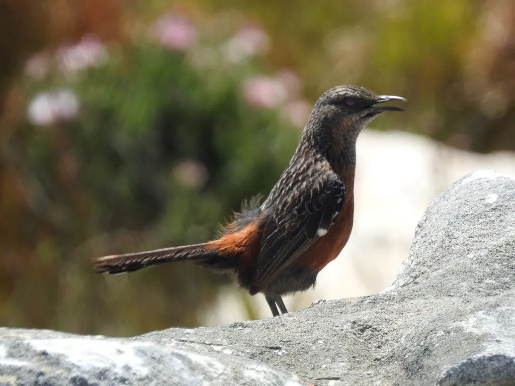 棕岩鸫(Chaetops frenatus)