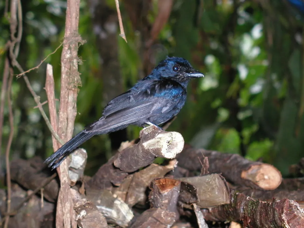 须嘴扇尾鹟(Chaetorhynchus papuensis)