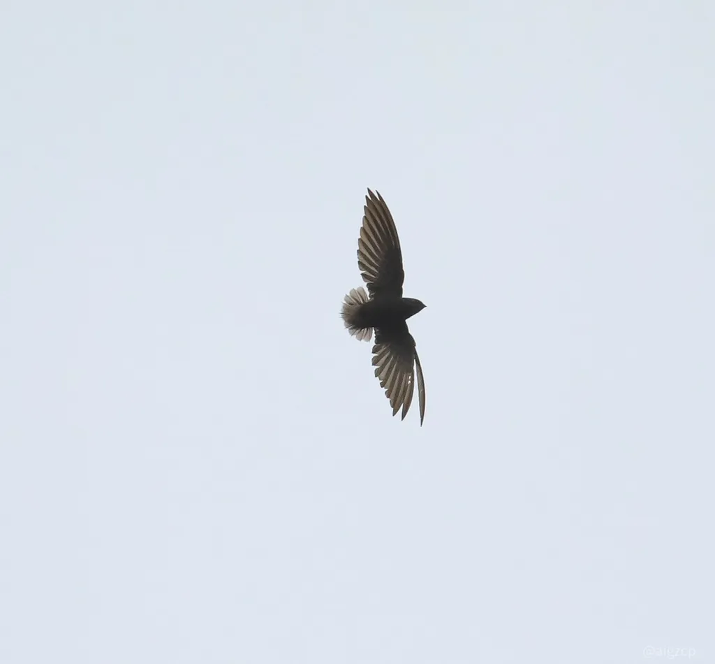 短尾雨燕（Chaetura brachyura）