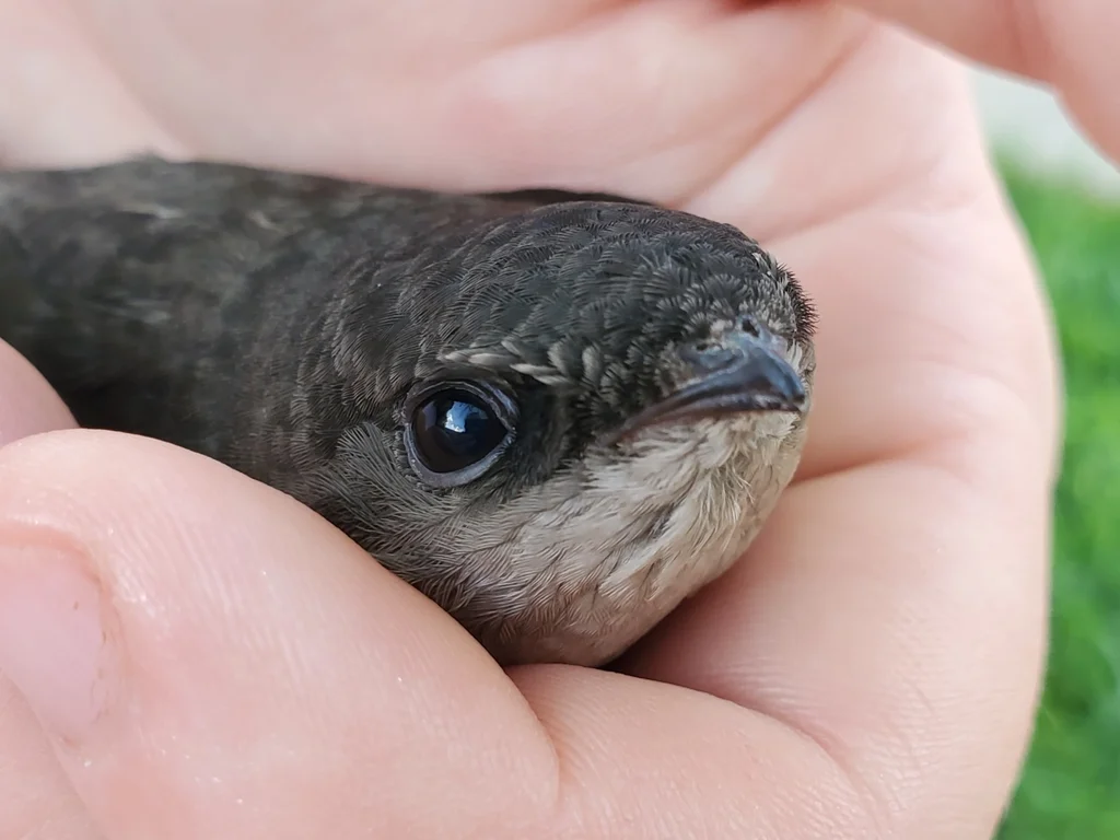烟囱雨燕（Chaetura pelagica）