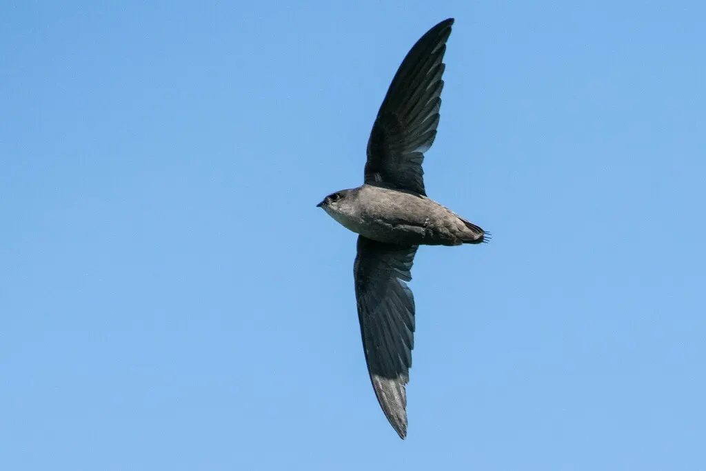 烟囱雨燕（Chaetura pelagica）