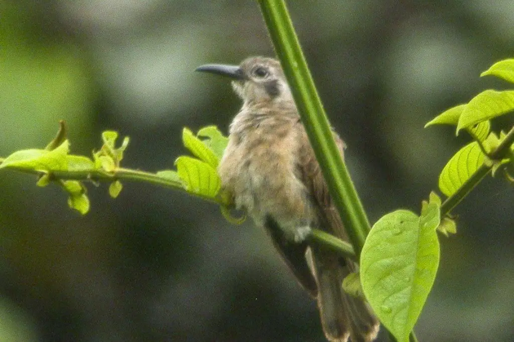 小长嘴鹃(Chalcites megarhynchus)