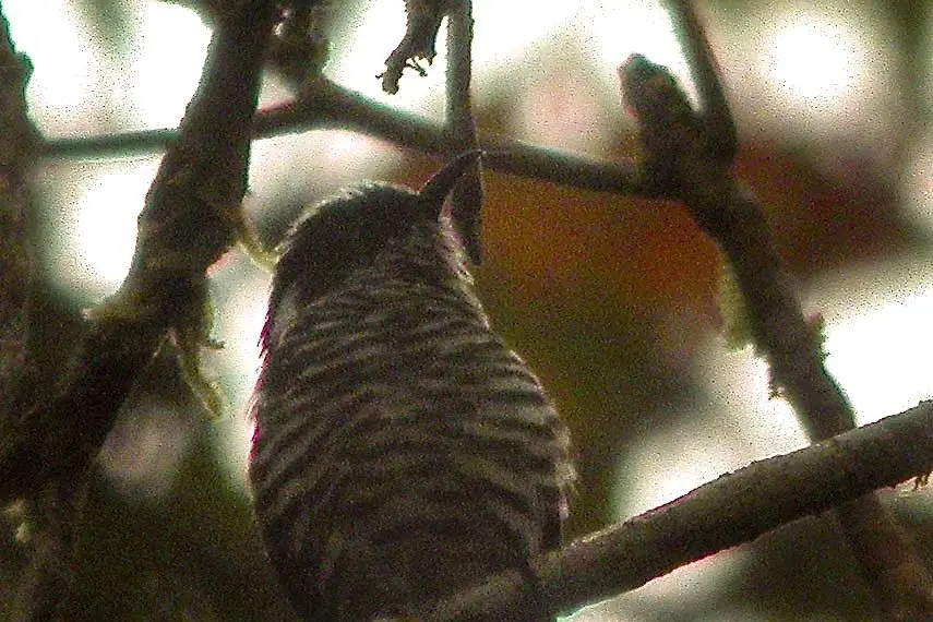 铜翅金鹃(Chalcites meyerii)