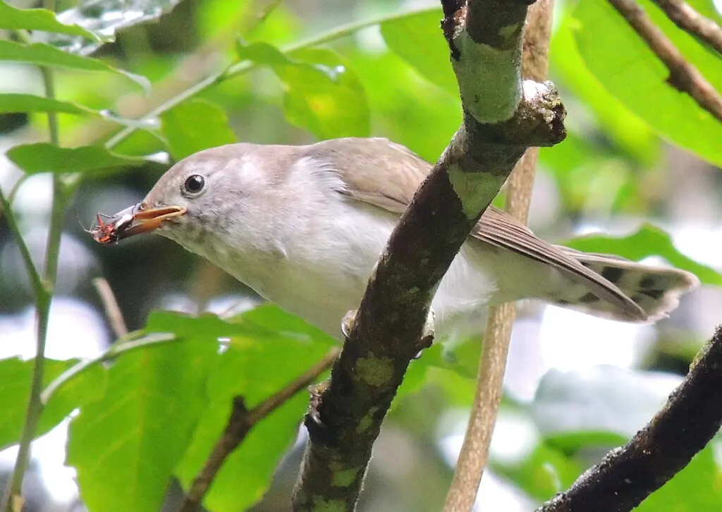 棕胸金鹃(Chalcites minutillus)