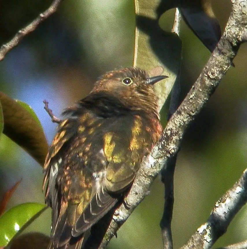 红喉金鹃（Chalcites ruficollis）