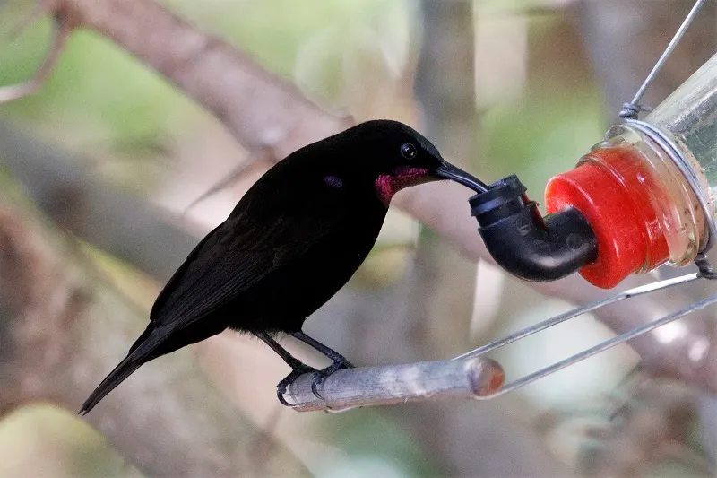 艾米花蜜鸟(Chalcomitra amethystina)
