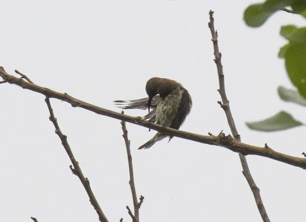 乌色花蜜鸟(Chalcomitra fuliginosa)