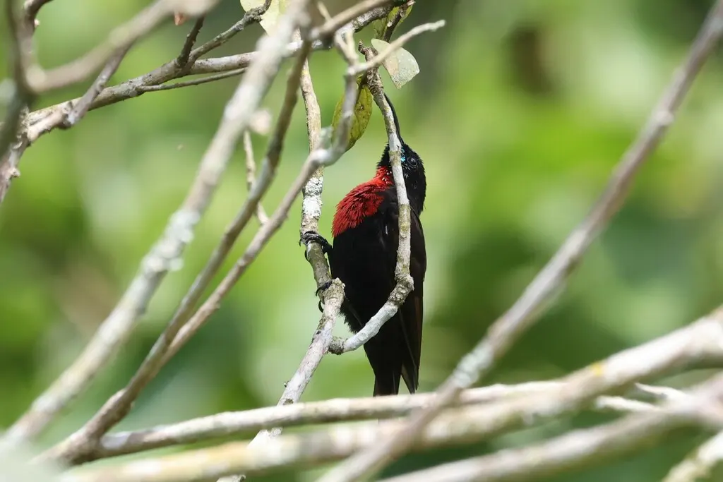 赤胸花蜜鸟(Chalcomitra senegalensis)