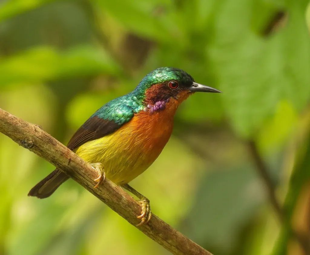 紫颊直嘴太阳鸟(Chalcoparia singalensis)