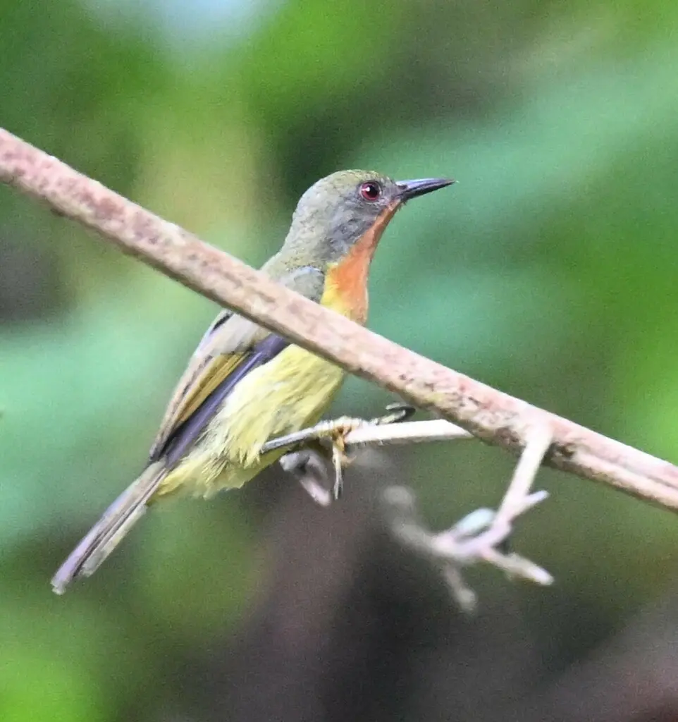 紫颊直嘴太阳鸟(Chalcoparia singalensis)
