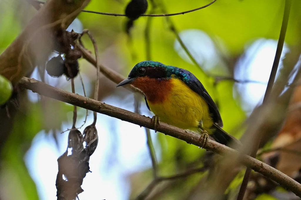 紫颊直嘴太阳鸟(Chalcoparia singalensis)