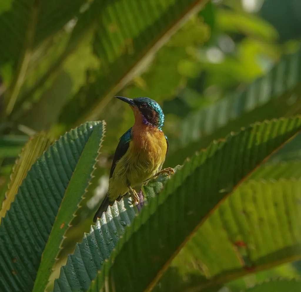 紫颊直嘴太阳鸟(Chalcoparia singalensis)