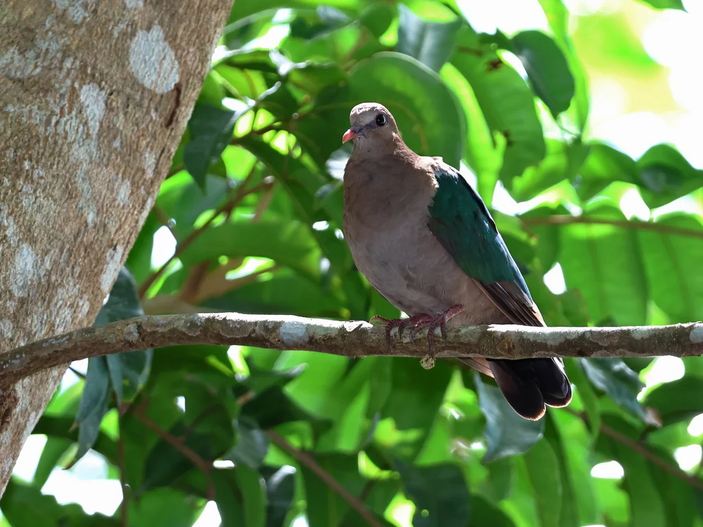 太平洋金鸠(Chalcophaps longirostris)