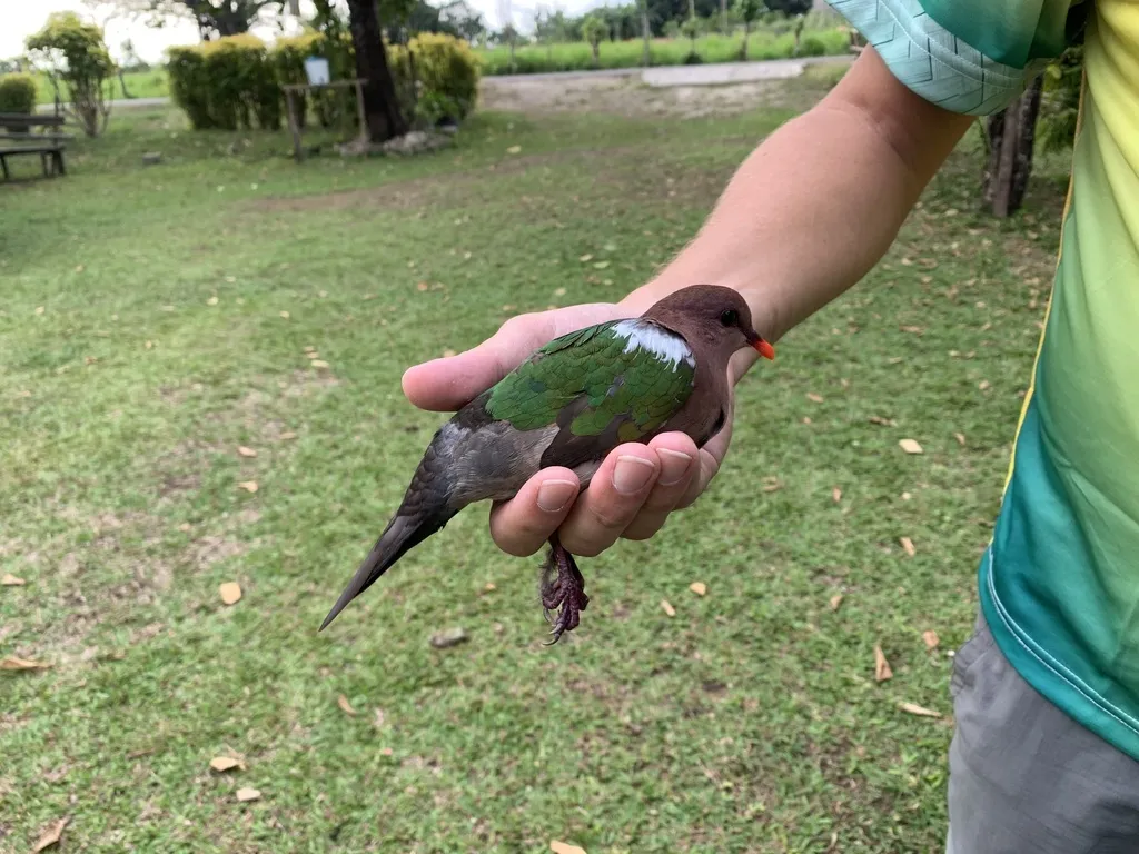 太平洋金鸠(Chalcophaps longirostris)