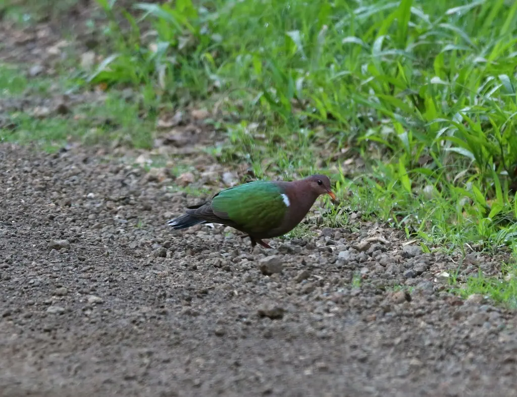 太平洋金鸠(Chalcophaps longirostris)
