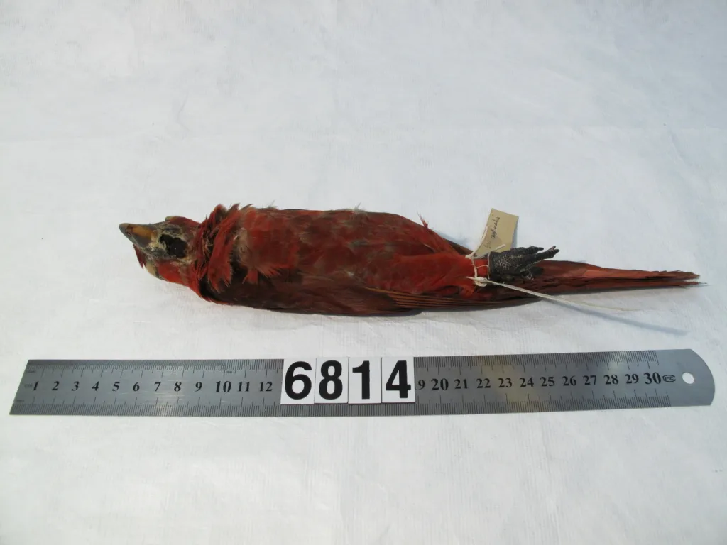 暗红鹦鹉(Chalcopsitta cardinalis)