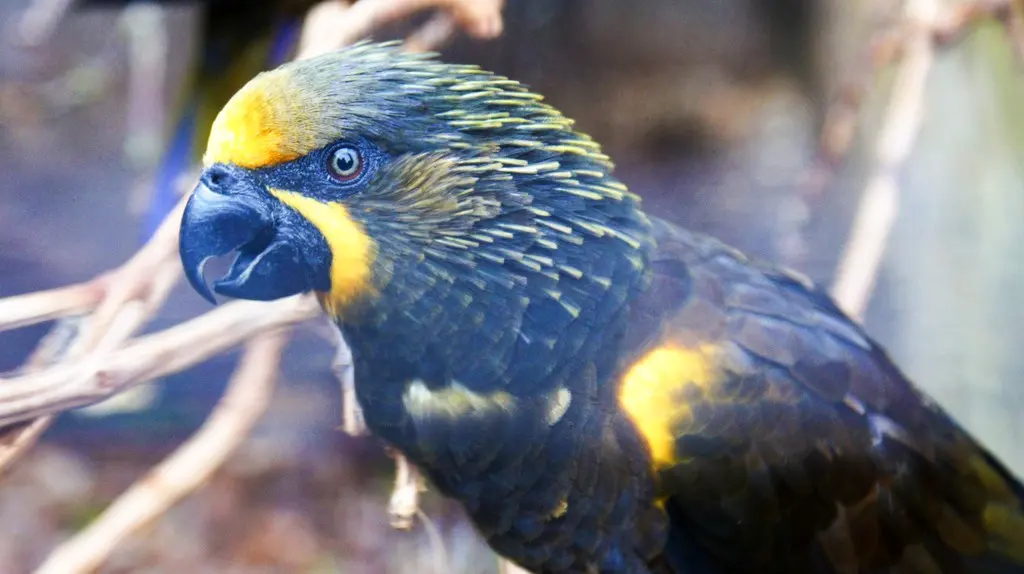 黄额褐鹦鹉(Chalcopsitta duivenbodei)