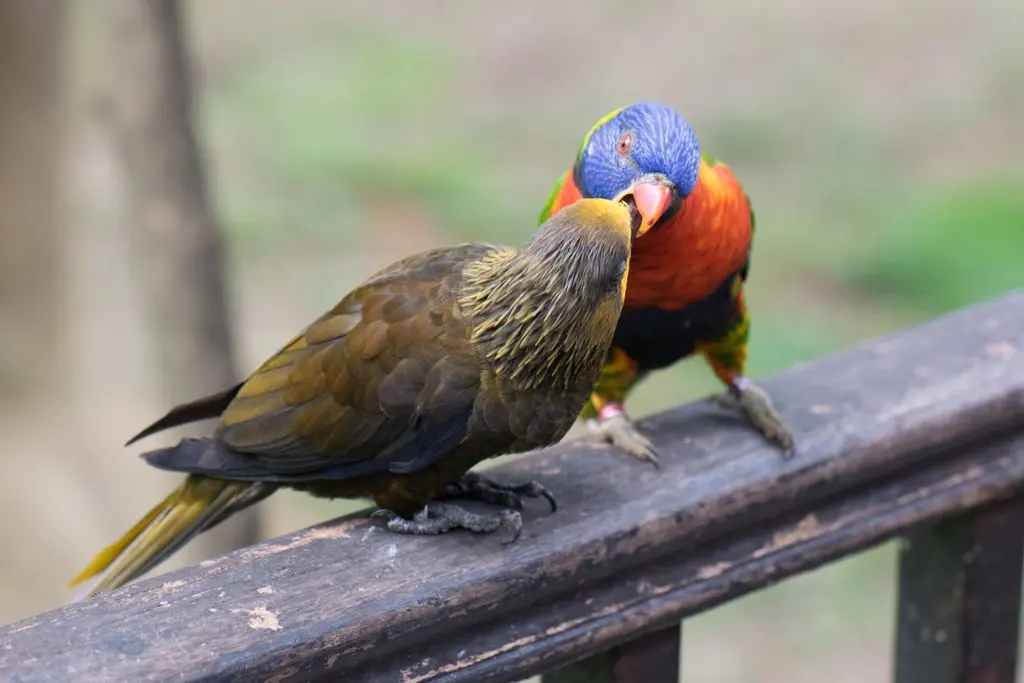 黄额褐鹦鹉(Chalcopsitta duivenbodei)